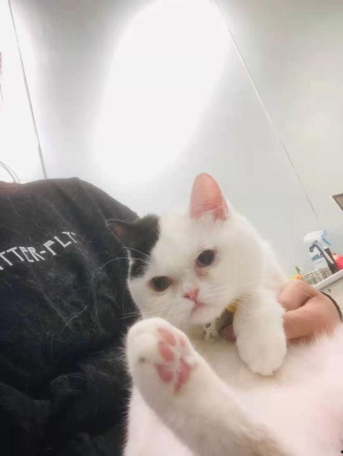 娱乐吃瓜酱猫传腹,揭秘“猫传腹”事件背后的真相与反思